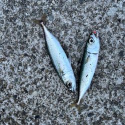 ジグサビキ　30