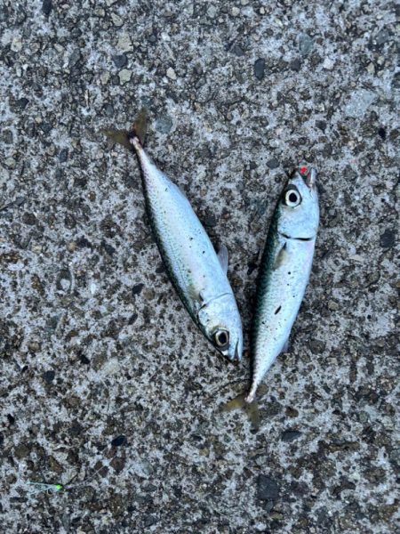 ジグサビキ　30