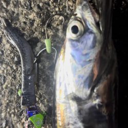 タチウオテンヤ