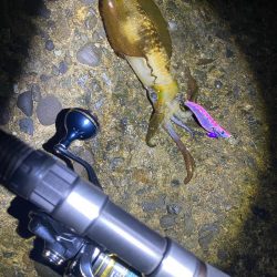 朝マヅメチャンス！？