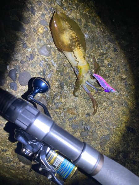 朝マヅメチャンス！？