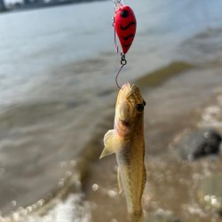 やっぱりハゼクラ！