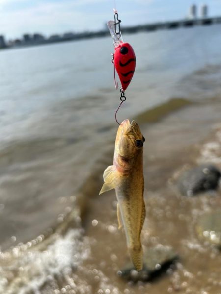 やっぱりハゼクラ！