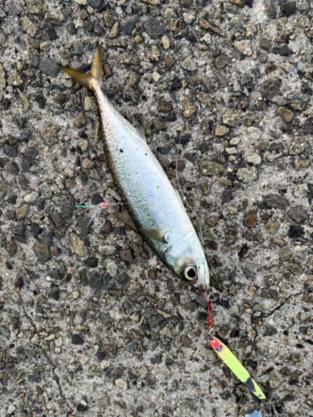 ジグサビキ　38