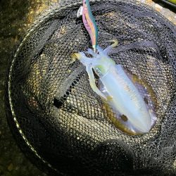 秋🦑連日連夜釣行😊