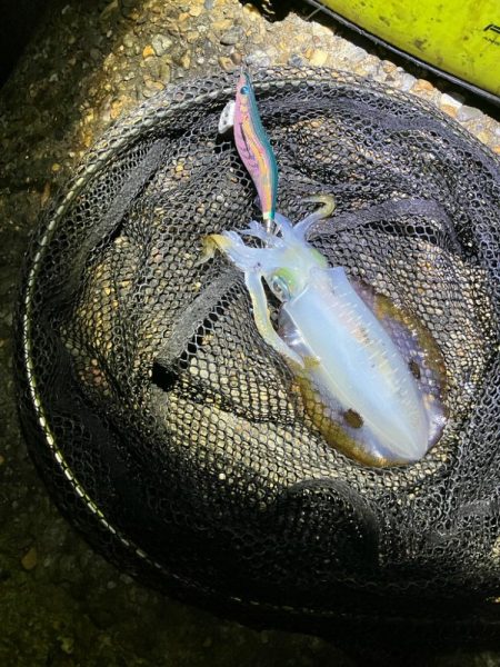 秋🦑連日連夜釣行😊