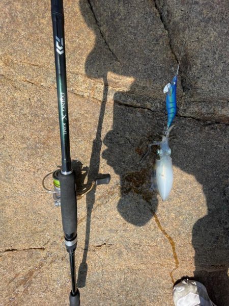 違う場所でエギング