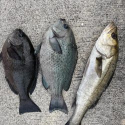 エビ撒きでグレ釣れてます