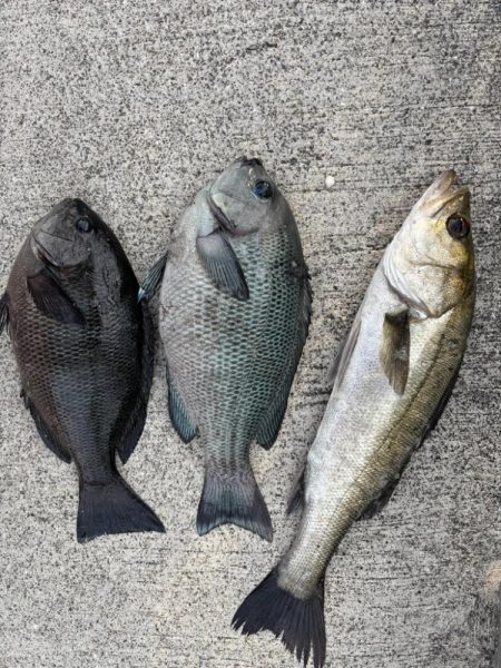 エビ撒きでグレ釣れてます