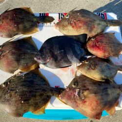 音速アワセのシロギスタ