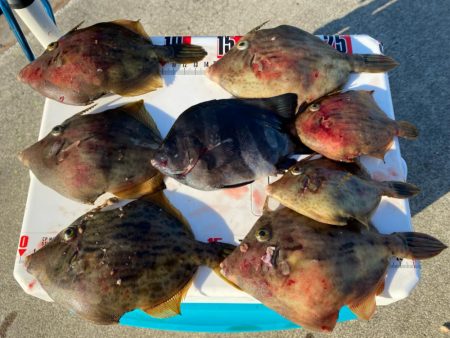 音速アワセのシロギスタ