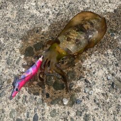 2025 初エギング