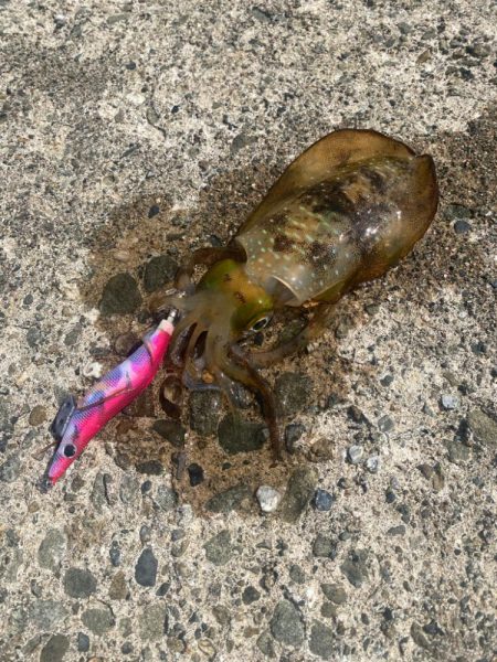 2025 初エギング