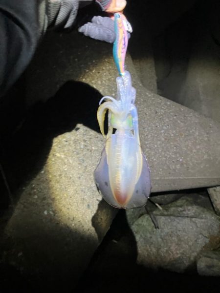 秋🦑楽しい ②