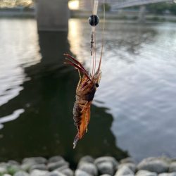 ハマりつつあるテナガエビ