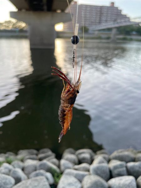 ハマりつつあるテナガエビ