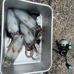 イカも休日と思いたいが…