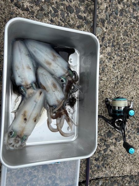 イカも休日と思いたいが…