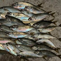 台風後のアジング