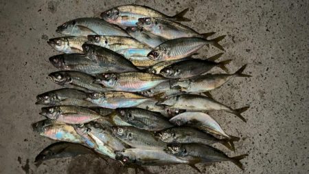 台風後のアジング