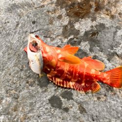 南紀ちょい釣り