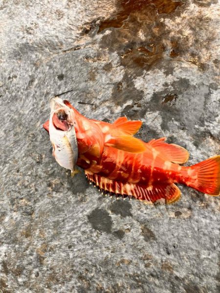 南紀ちょい釣り