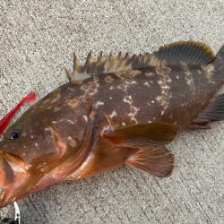 デイアコウがんばる・・・アコウ43cm