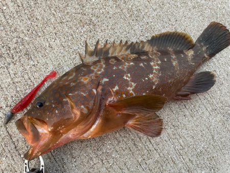 デイアコウがんばる・・・アコウ43cm