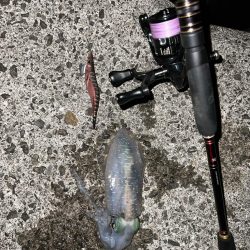 かわいいサイズ