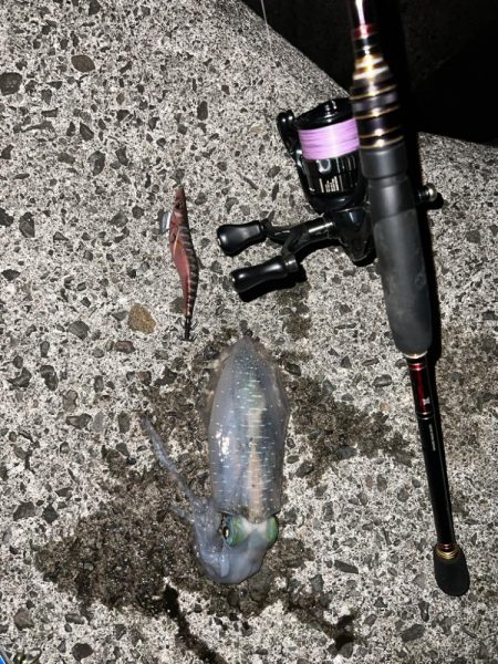 かわいいサイズ