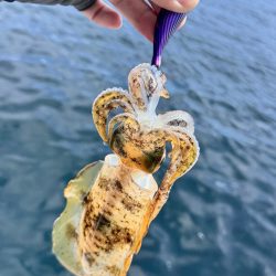 アオリイカ/ティップラン