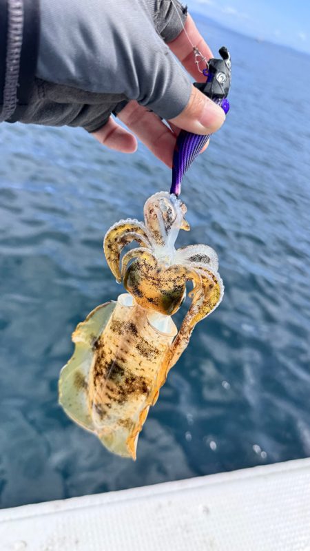 アオリイカ/ティップラン