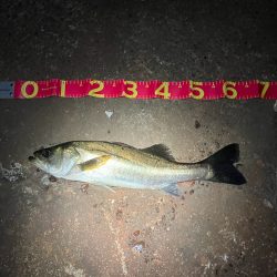 秋シーバススタートか⁉︎