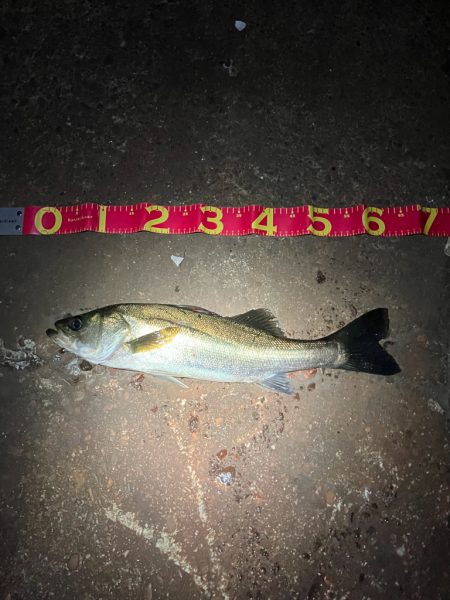 秋シーバススタートか⁉︎