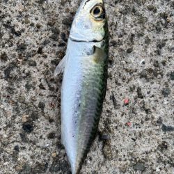 ジグサビキ　31