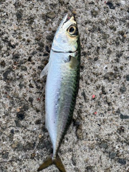 ジグサビキ　31