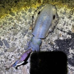 ナイトエギングです