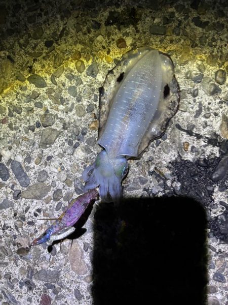 ナイトエギングです