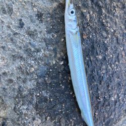 サヨリのちタチウオ