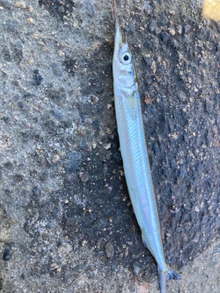 サヨリのちタチウオ