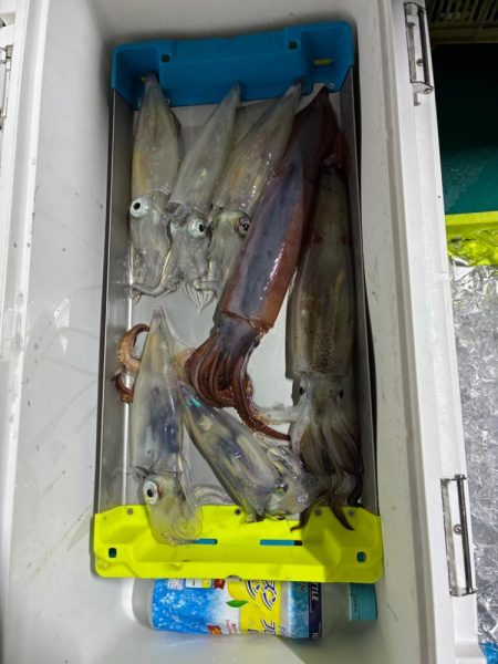 6回目イカメタル