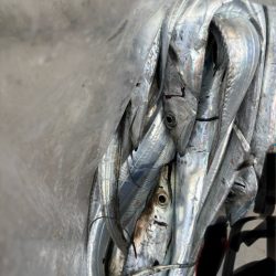 秋タチウオ 狙い