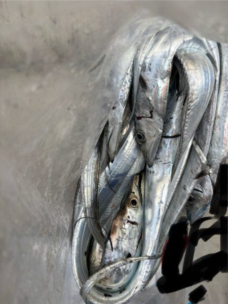 秋タチウオ 狙い