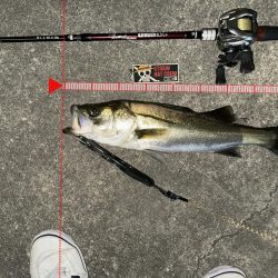 初ジョイクロ70フィッシュ!