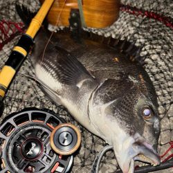 ヘチってきました