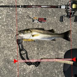 大潮は苦手です…