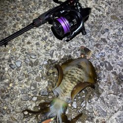 アジングは好調エギングはイカ不在
