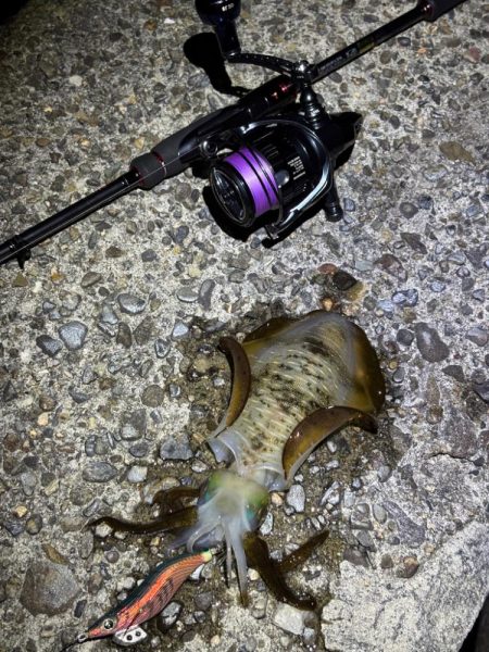 アジングは好調エギングはイカ不在