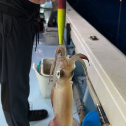 ケンサキイカ/イカメタル