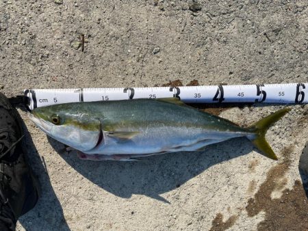 メジロになれなかったハマチ。